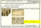 Karteikarte zum Syntyp von Lingulina propinqua Stache, 1864